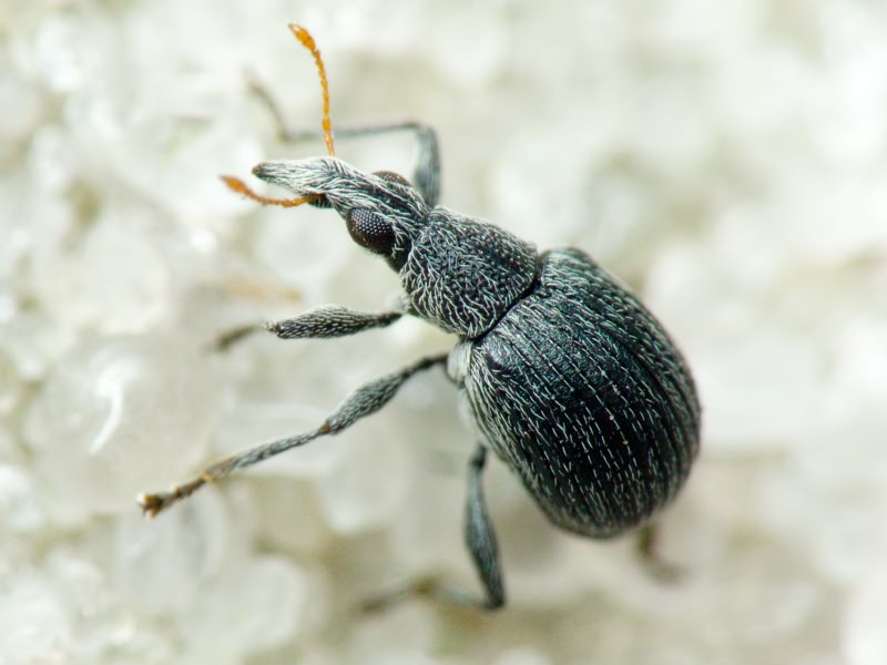 Oxystoma craccae (Linnaeus, 1767)